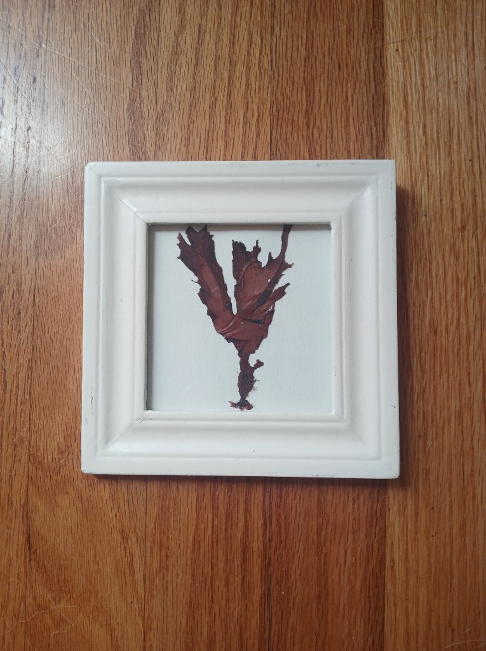 White Framed Wall Art with Red Brown Pressed Seaweed